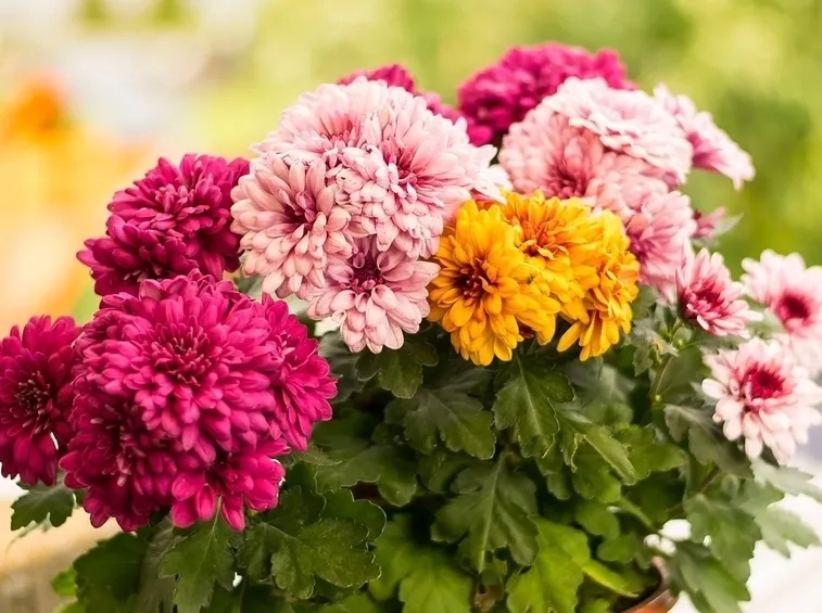 Mazzo fiori
