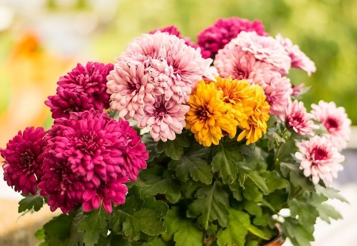 Mazzo fiori