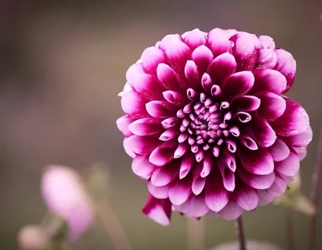 Dalia rosa