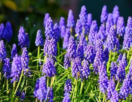 Fiori giacinto