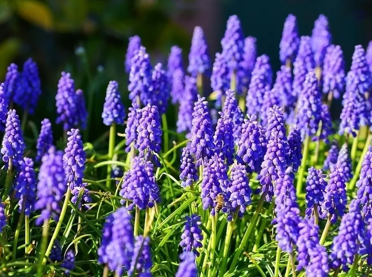 Fiori giacinto