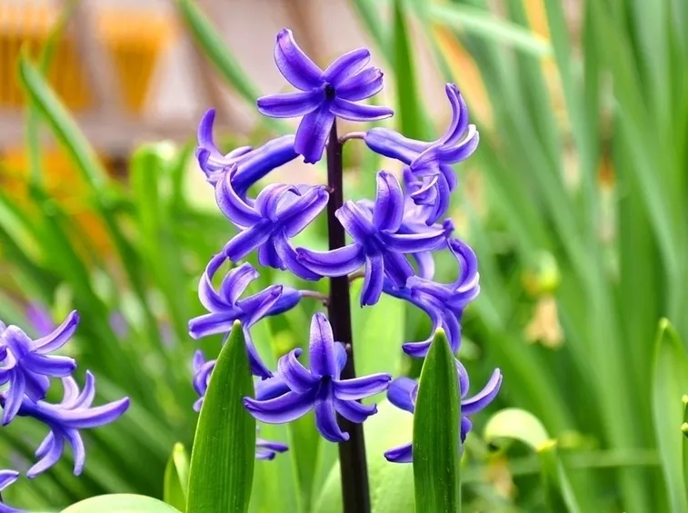 Giacinto primavera