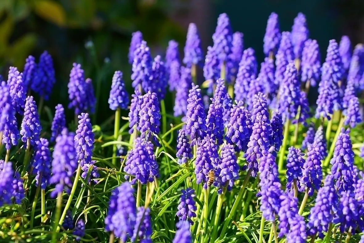 Fiori giacinto