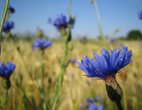 Fiordaliso