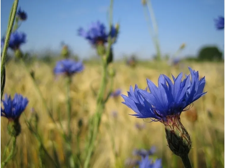 Fiordaliso