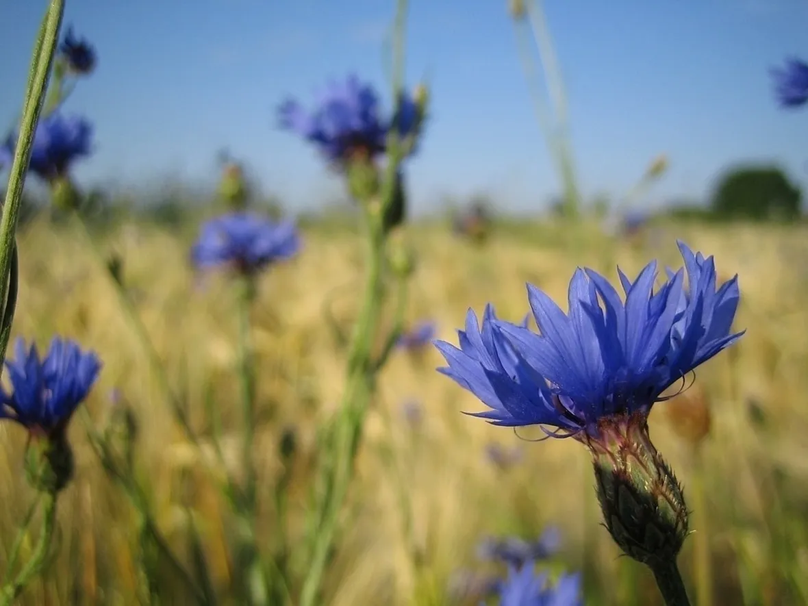 Fiordaliso