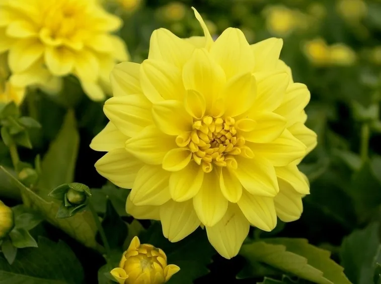 Le caratteristiche del fiore di dalia