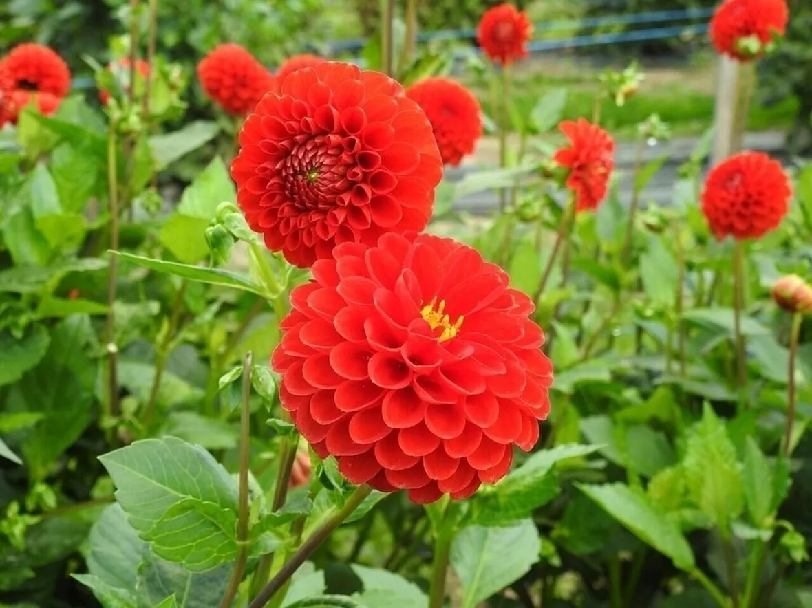fiore dalia