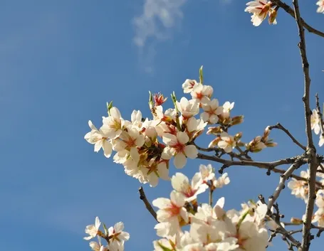Fiori mandorlo