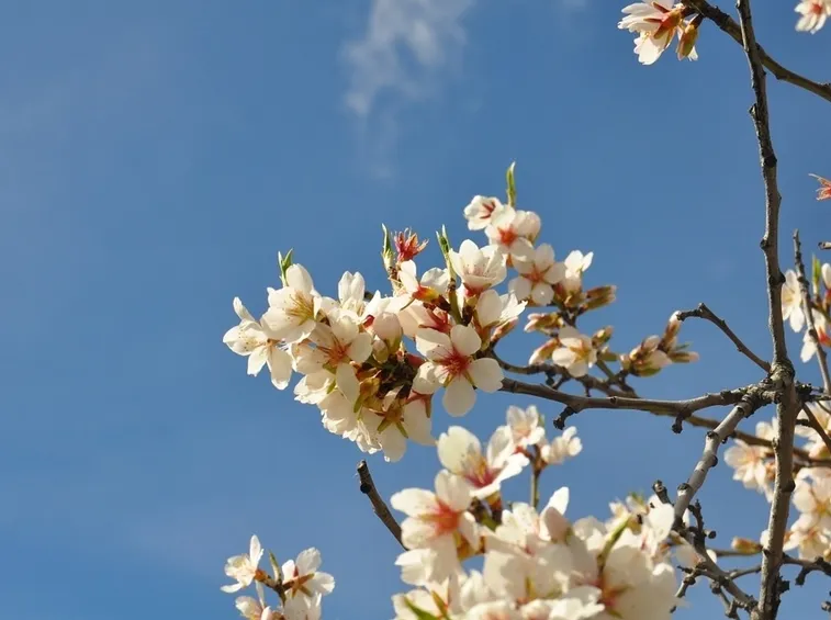 Fiori mandorlo