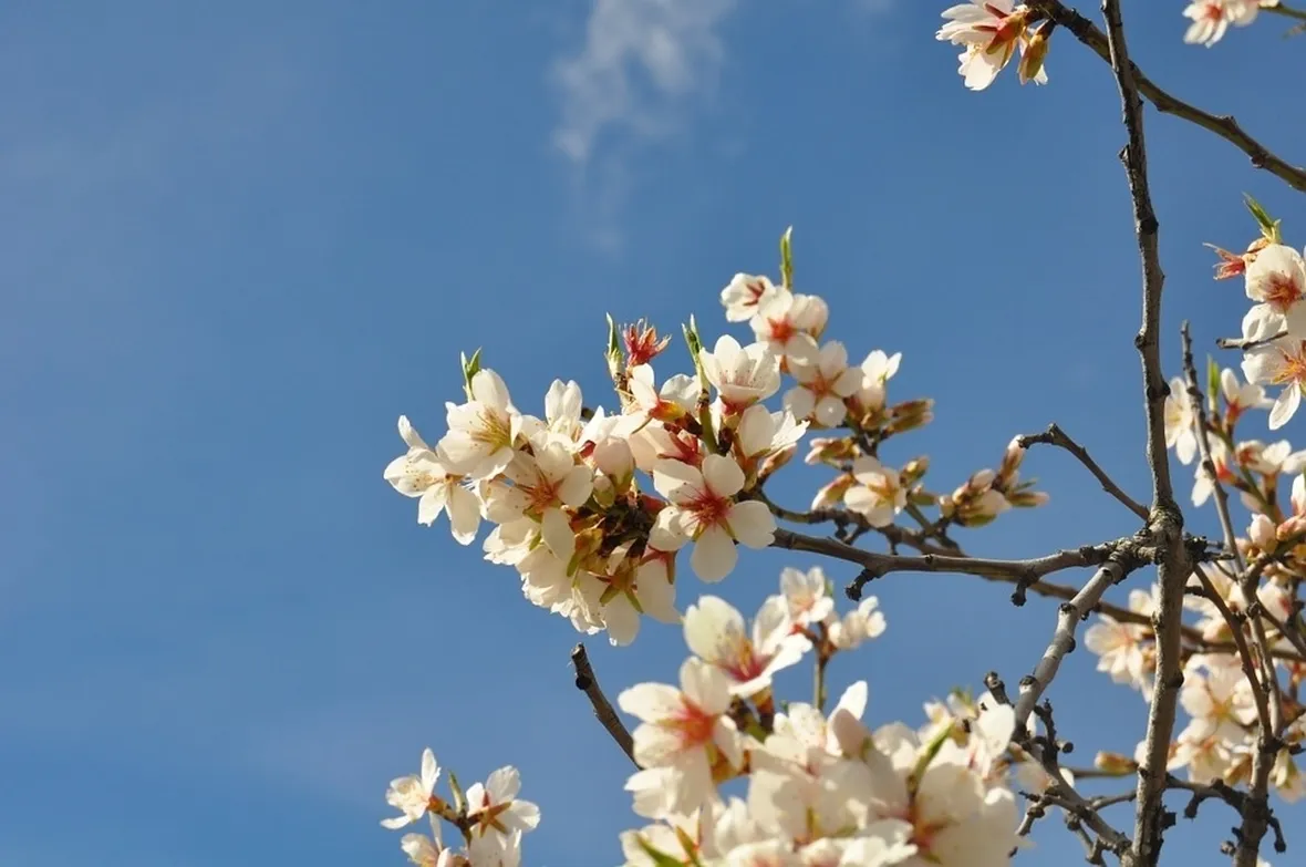 Fiori mandorlo
