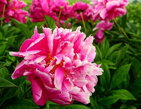 fiore peonia 