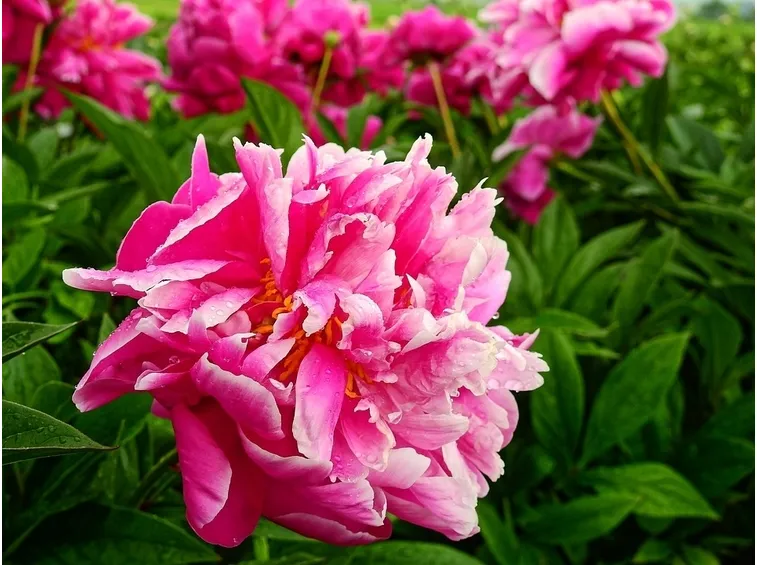 fiore peonia 