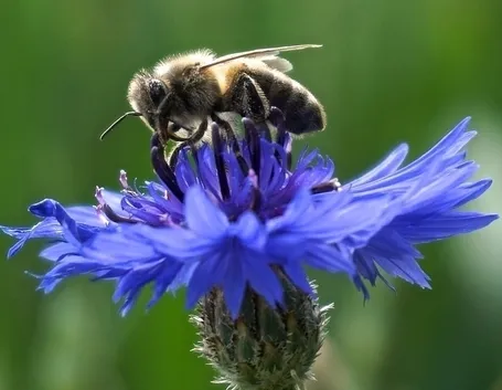 fiore fiordaliso