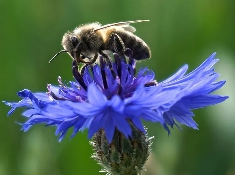 fiore fiordaliso