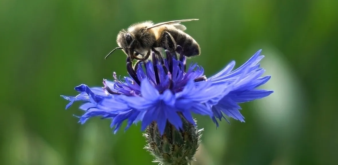 fiore fiordaliso