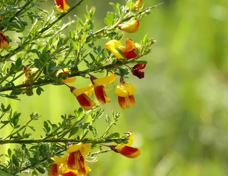 Fiori ginestra