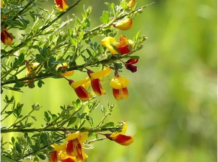 Fiori ginestra