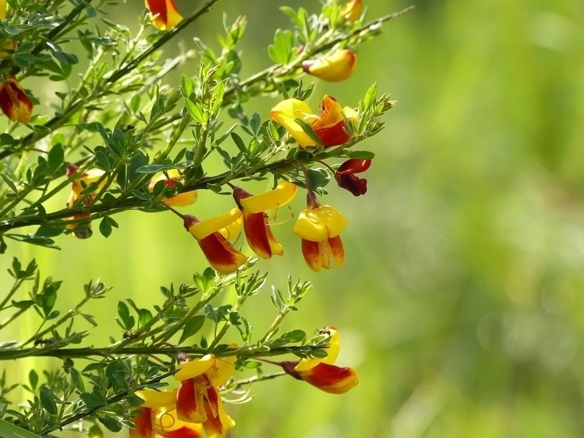 Fiori ginestra
