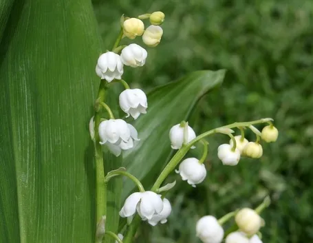 fiore mughetto