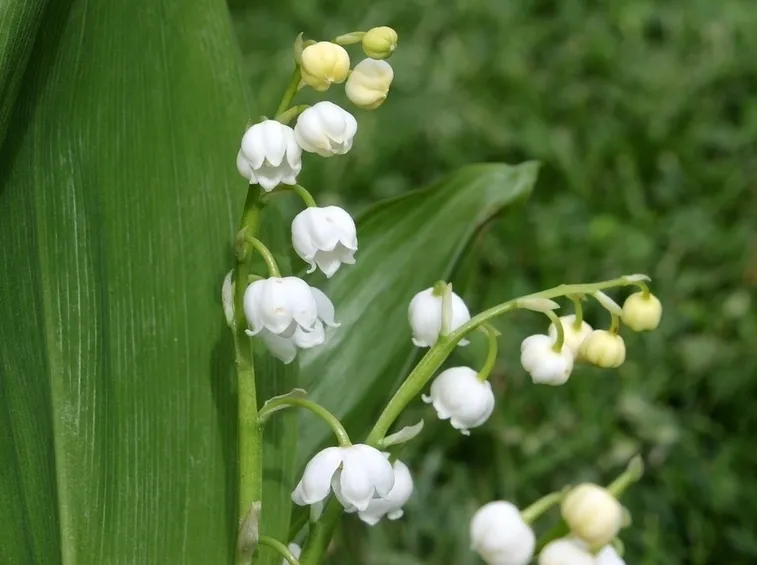 fiore mughetto