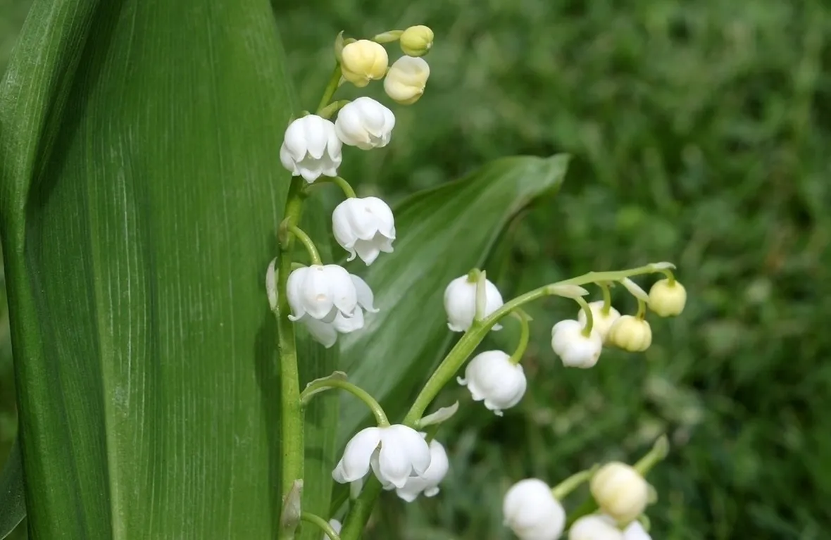 fiore mughetto