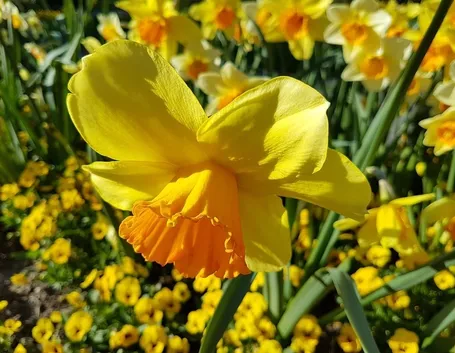 Narciso giallo