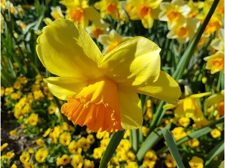 Narciso giallo