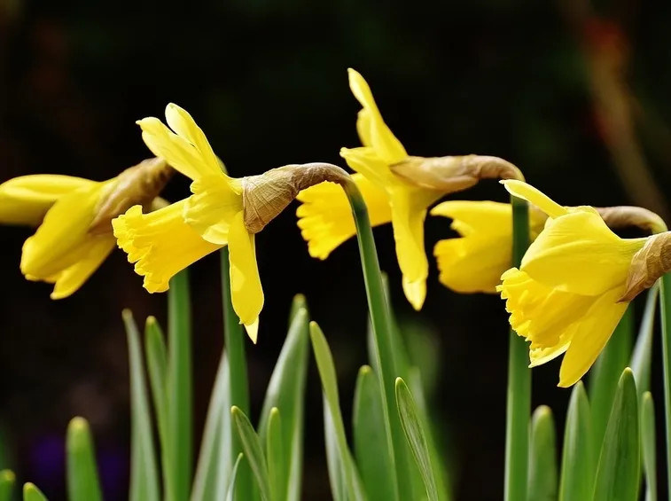 Narcisi