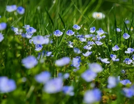 Fiori veronica