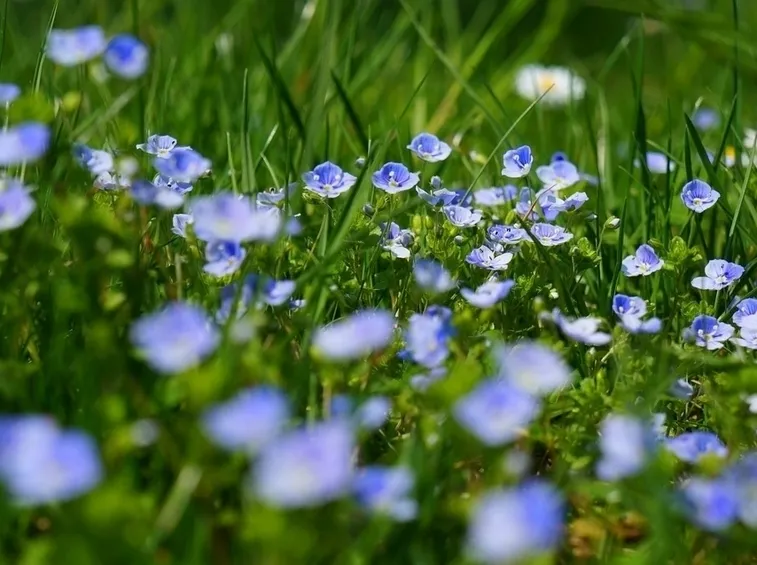 Fiori veronica