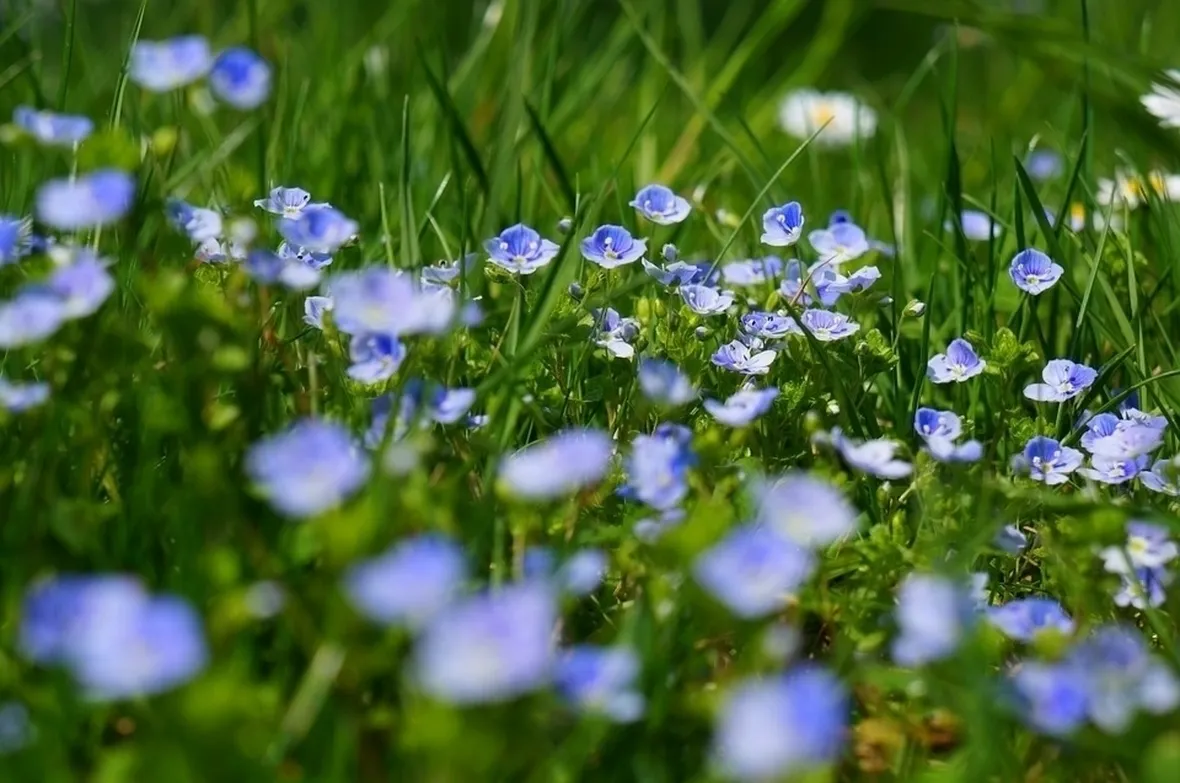 Fiori veronica