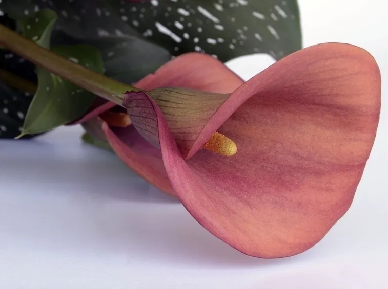 Calla rossa