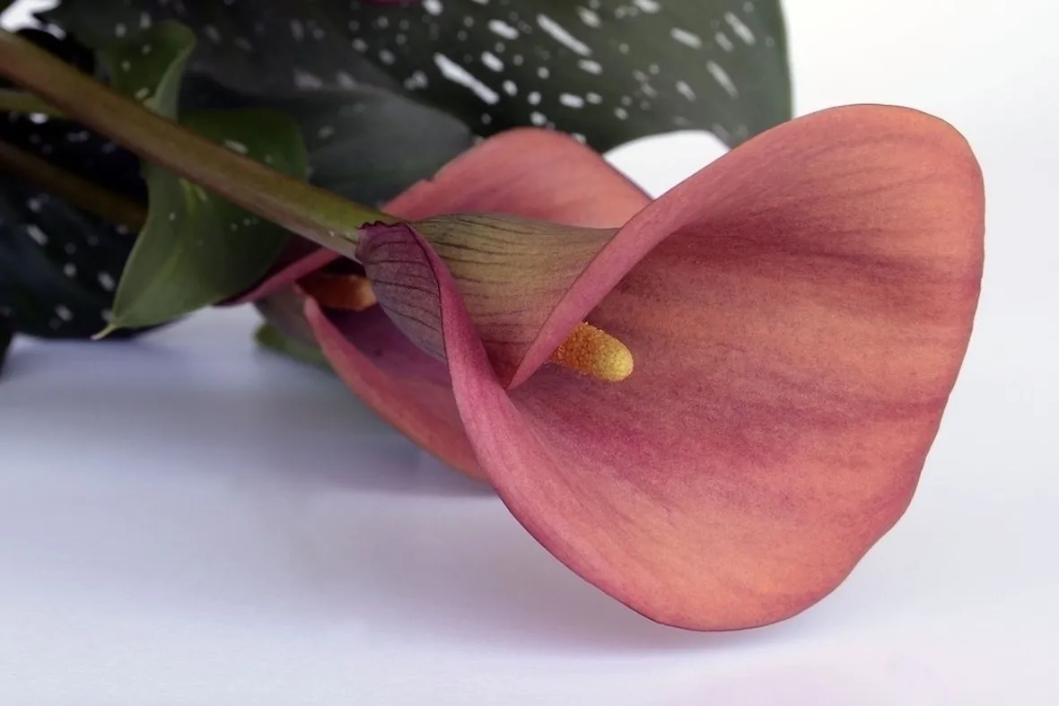 Calla rossa