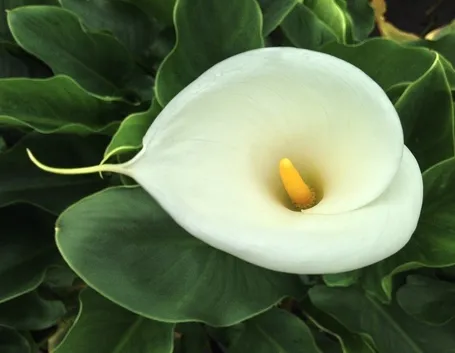 Calla