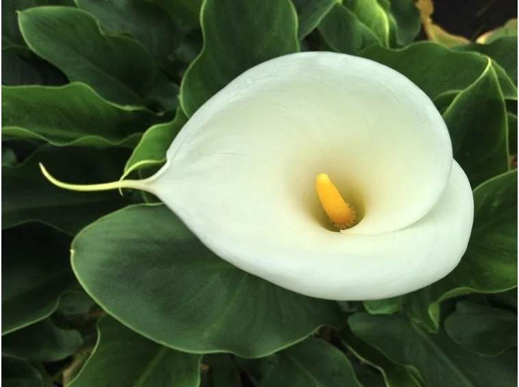 Calla
