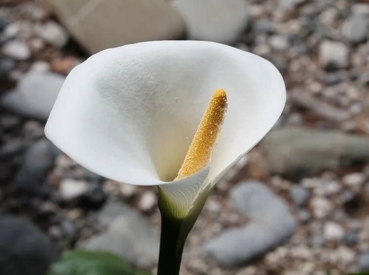 La forma dei fiori di calla