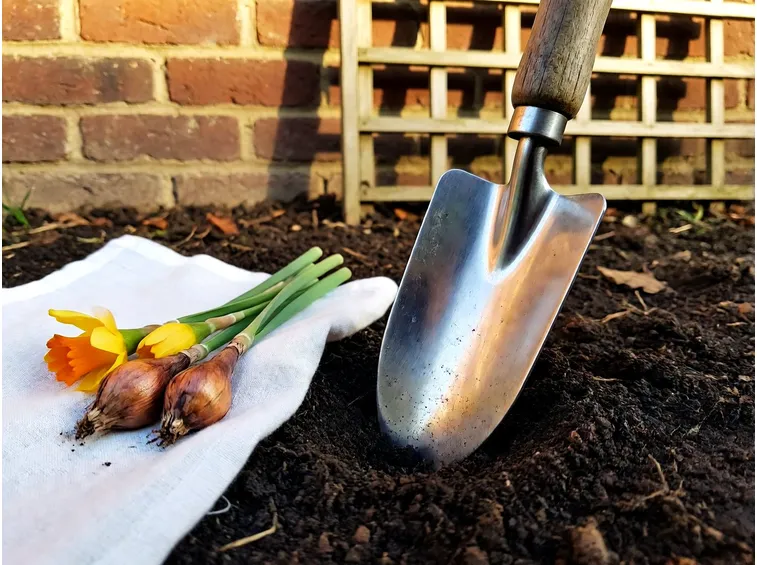 Tulipani e narcisi: come e dove interrare i bulbi