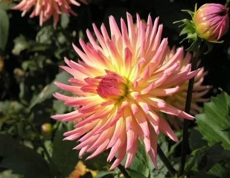 Fiori dalia