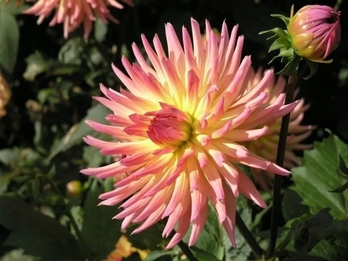 Fiori dalia