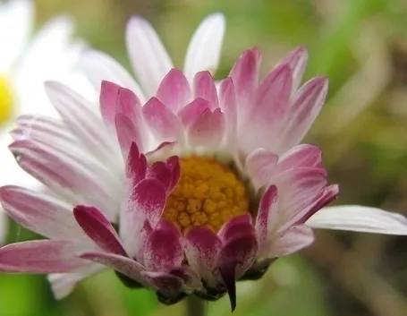 Fiori di margherita