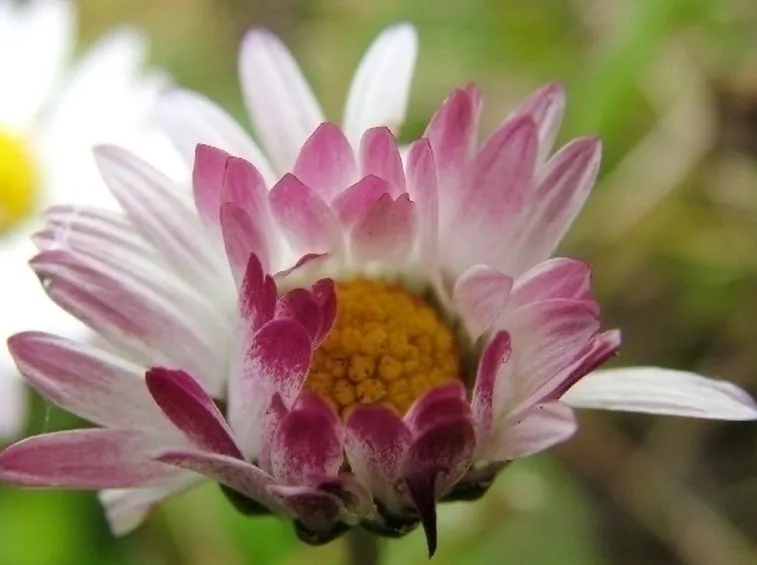 Fiori di margherita
