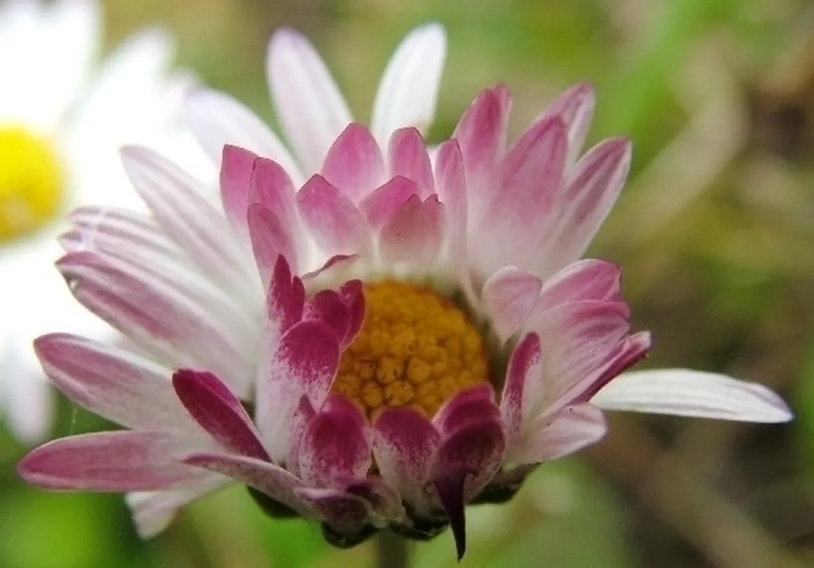 Fiori di margherita