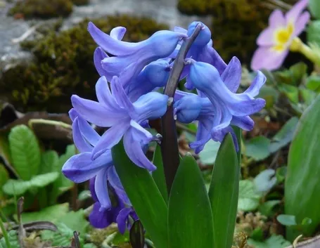 Fiori giacinto