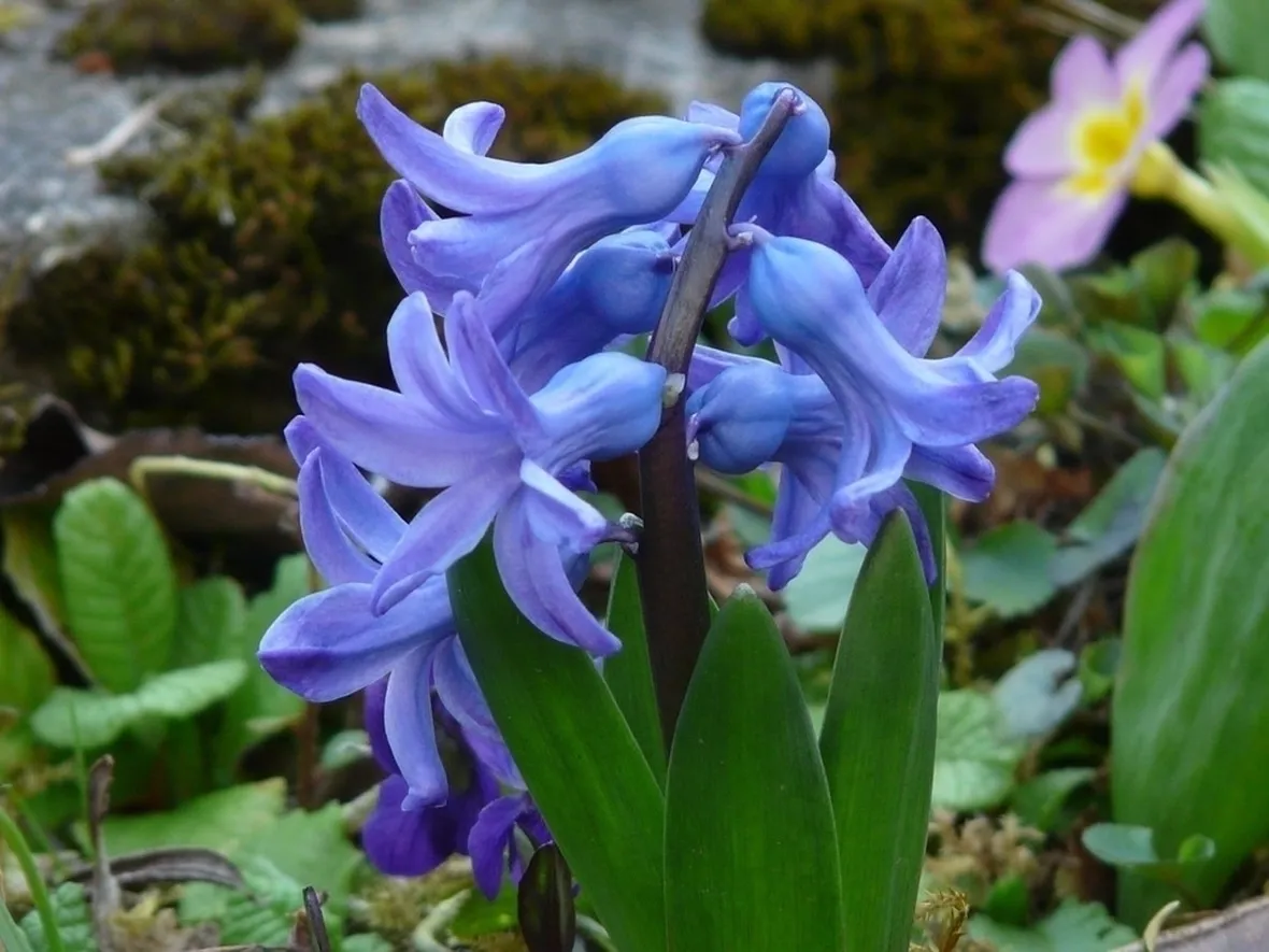 Fiori giacinto