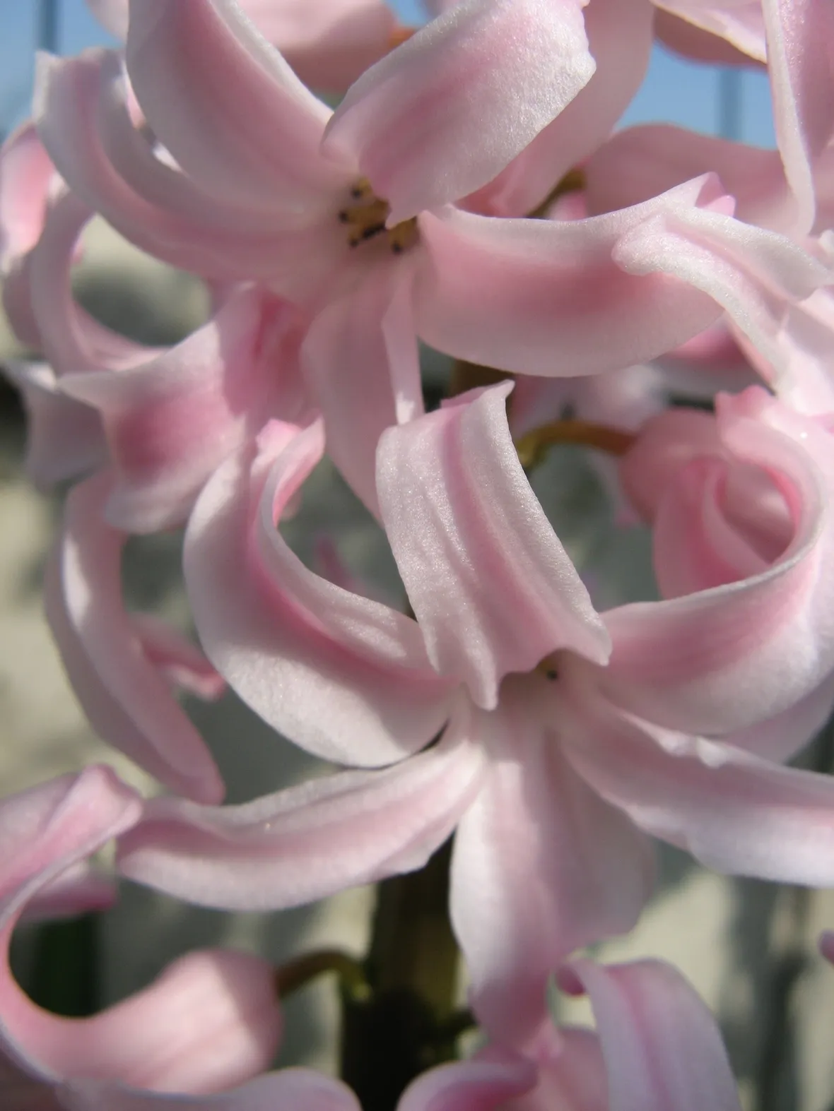 fiori giacinto