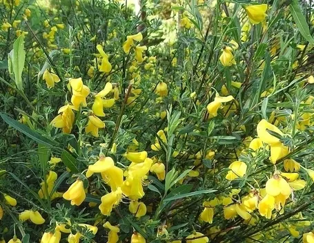 Ginestre