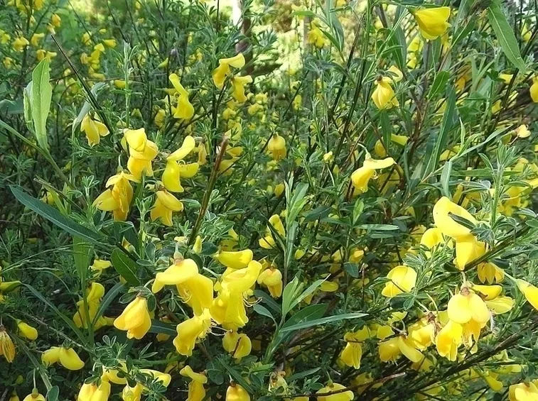 Ginestre