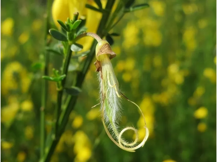 Fiori ginestre