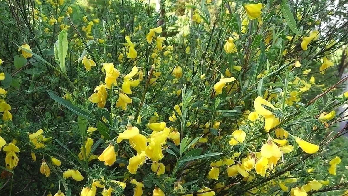 Ginestre